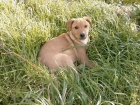 Más cachorritos, ideales para el campo! - mejor precio | unprecio.es