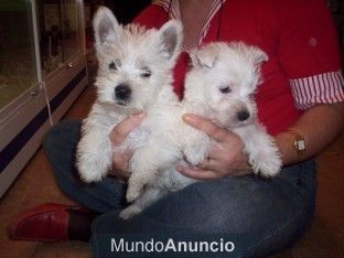 Perros en Barcelona de todas las razas , perros, cachorros, criadero, venta EN TIENDA.