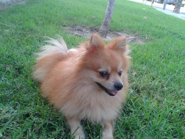 Se venden cachoritos  lulu de pomerania toy con pedigree