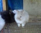 vendo conejos de angora - mejor precio | unprecio.es