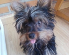 VENDO YORKSHIRE TERRIER MINIATURA PEDIGREE - mejor precio | unprecio.es
