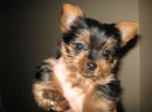 Yorkie cachorros con buen pedigree 100â¬ - mejor precio | unprecio.es