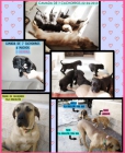 adopta camada cachorros Fila Brasileño-Labrador - mejor precio | unprecio.es