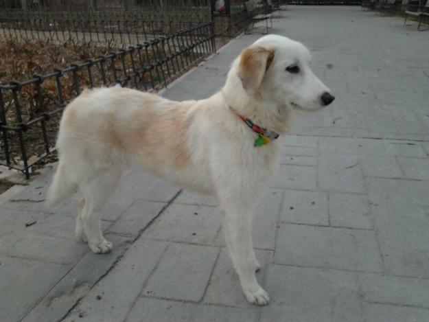Se da en adopción perrita de 6 meses cruce de golden