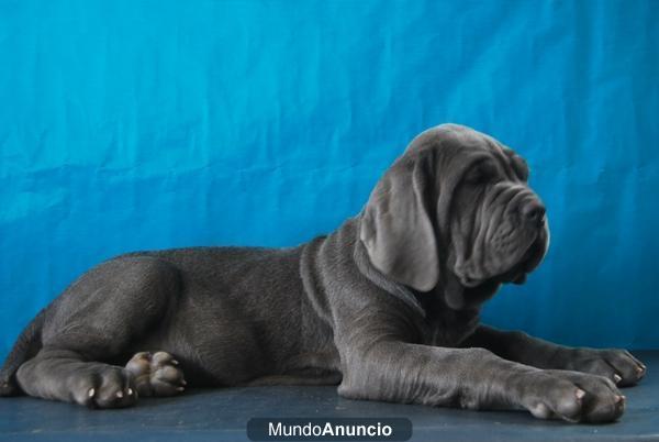 mastines napolitanos en venta¡¡ excelentes y muy economicos¡