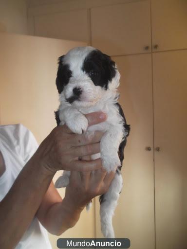 7 Cachorros y su mama buscan una familia