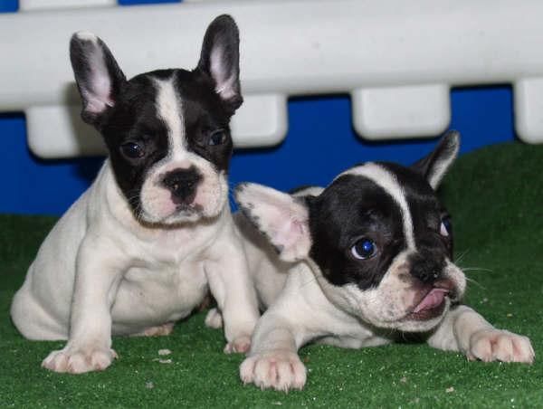 Buldlog frances, increibles cachorros de pura raza