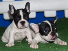 Buldlog frances, increibles cachorros de pura raza - mejor precio | unprecio.es
