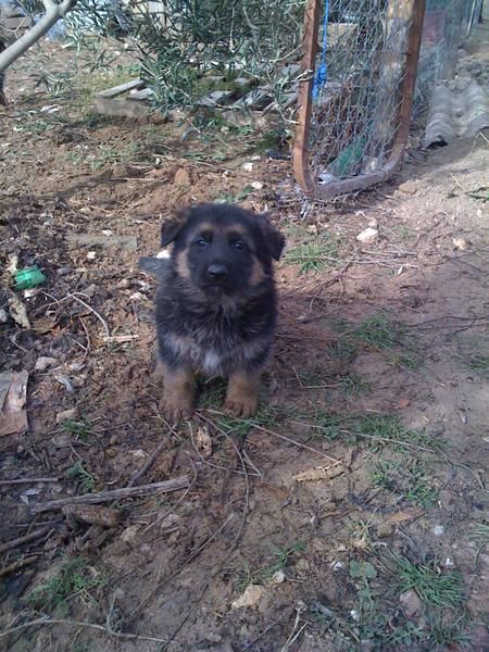 cachorros de pastor aleman