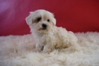 Camada de Bichon Maltes machos & hembras disponibles - mejor precio | unprecio.es