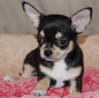 Chihuahuas miniatura con pedigree. - mejor precio | unprecio.es