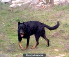 Pastor de Beauce . Beauceron para montas - mejor precio | unprecio.es