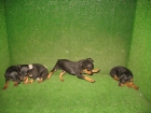 PINSCHER MINI 270 Euros.. - mejor precio | unprecio.es