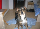 Regalo Perro - mejor precio | unprecio.es