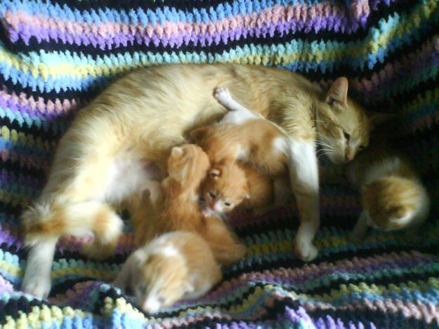 se regalan gatitos