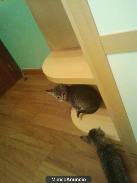 se regalan preciosos gatitos en Tarragona