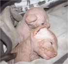 Se vende gatitos sphynx - mejor precio | unprecio.es