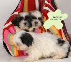 Shih-Tzu,adorables y carilñosos cachorros - mejor precio | unprecio.es