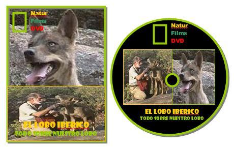 El lobo ibérico: Todo sobre nuestro lobo