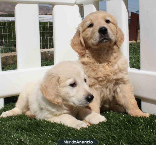 Preciosos golden, muy económicos