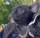Bulldog frances con pedigri - mejor precio | unprecio.es