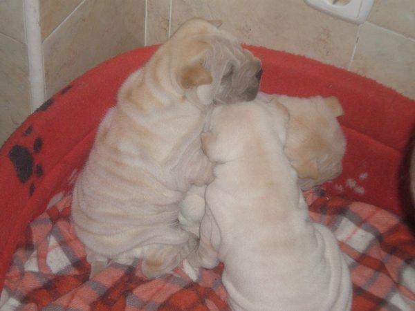 CAMADA DE SHARPEI