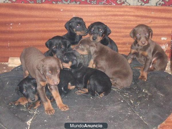 DOBERMAN COLOR CHOCOLATE DE PRIMERA CALIDAD