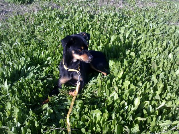 perrita cruce de pinsher