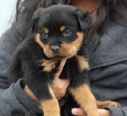 Perrita Rottweiler inteligentes