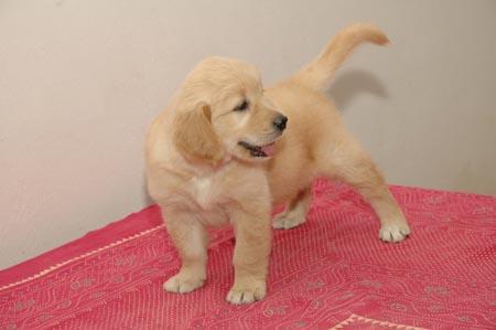 Regalo Golden Retriever cachorros