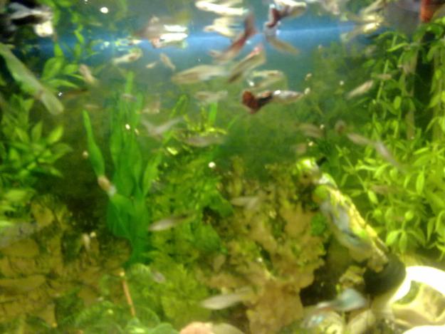 Vendo Guppys Hembra a 1,75€ Machos a 2€,Cada 2 peces que compres te regalo 1.