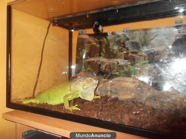 vendo iguana con terrario y complementos