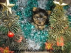 Yorkshire Terrier - mejor precio | unprecio.es