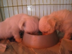 BICHON MALTES: Fascinantes cachorros nacidos en Palma con pedigree - mejor precio | unprecio.es