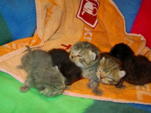 Disponible preciosa camada de gatitos persas