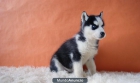 AUTENTICOS HUSKY SIBERIANO FOTOS REALES - mejor precio | unprecio.es