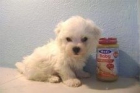 BICHON  MALTES  TOY   615 - mejor precio | unprecio.es