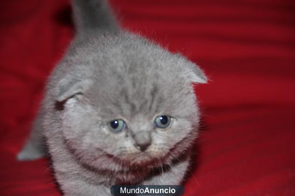 British y scottish fold.