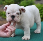 cachorros bulldog ingles - mejor precio | unprecio.es