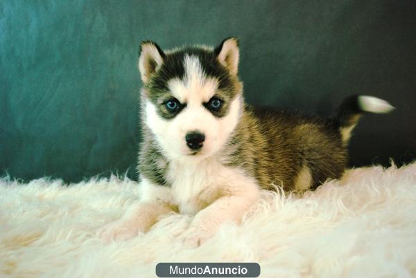 camadas de husky siberianos ojos azules listos para entregar