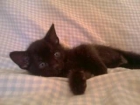 Gatito en adopción - mejor precio | unprecio.es
