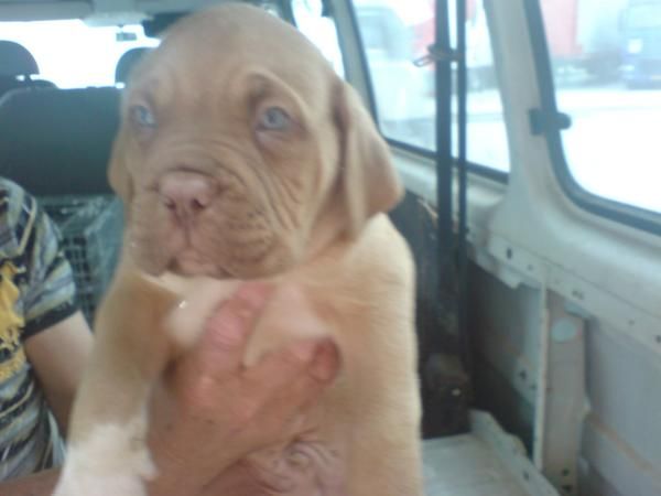 Perros de guarda y defensa en venta  cachorros