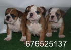 Preciosa camada de Bulldog Ingles. Zaragoza - mejor precio | unprecio.es