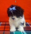 precioso shih.tzu a 270 - mejor precio | unprecio.es