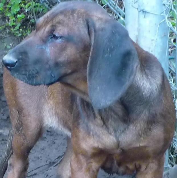 Se vende Sabueso de Baviera
