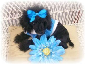 Toy perritos poodle realojamiento