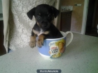 Vendo cachorro mini pinscher-chihuahua - mejor precio | unprecio.es