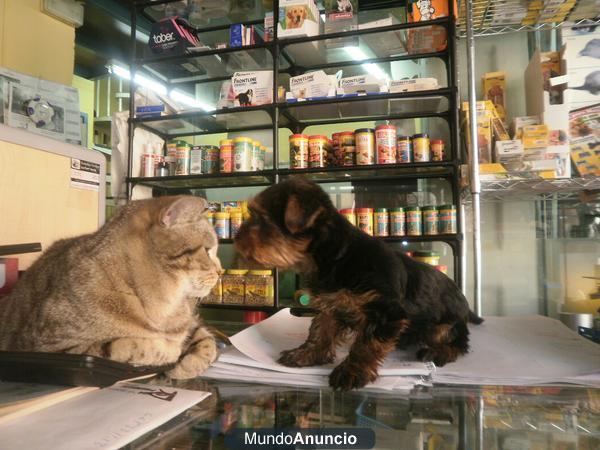 YORKSHIRE TERRIER