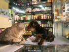 YORKSHIRE TERRIER - mejor precio | unprecio.es