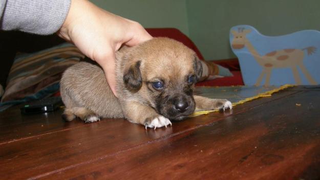 Cachorrines talla pequeña de adulto cruce de ratonero